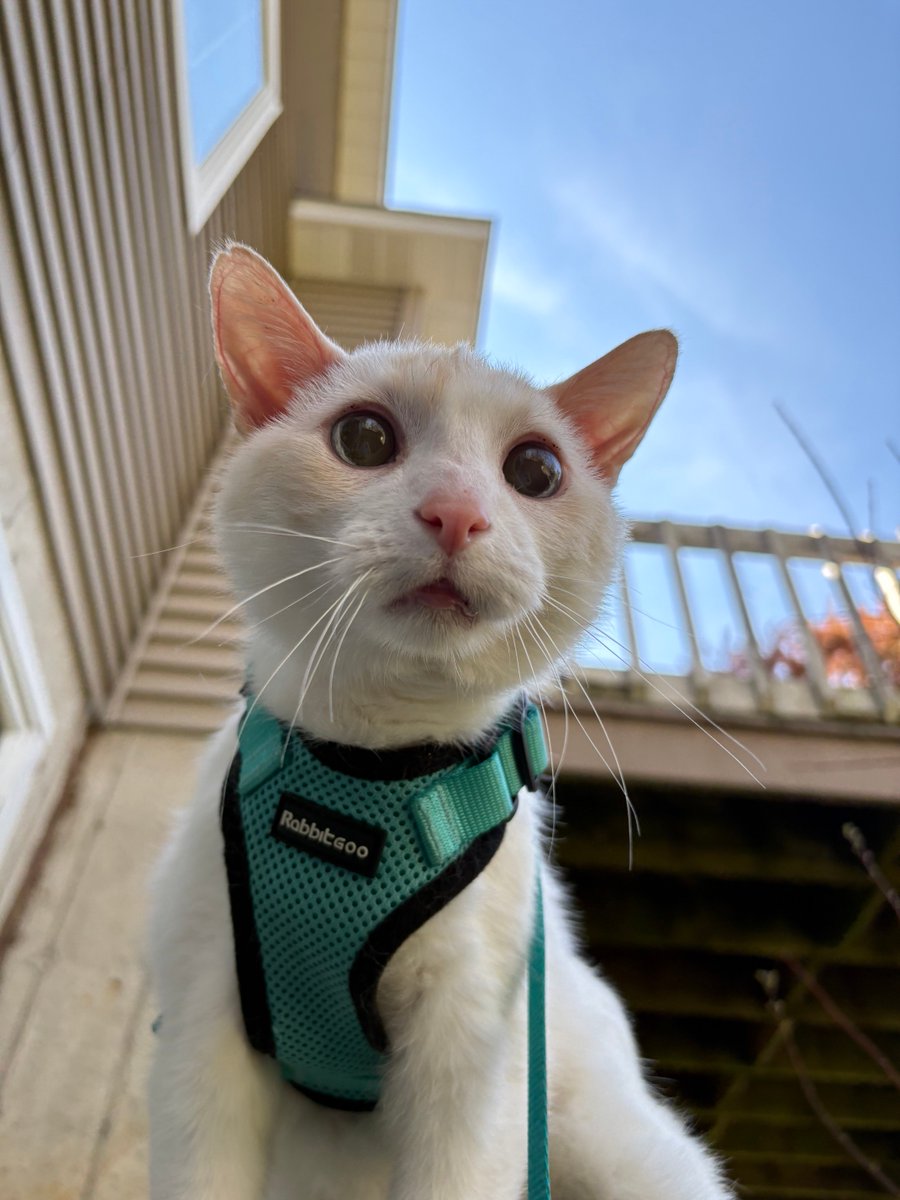 Ganymede tweet media