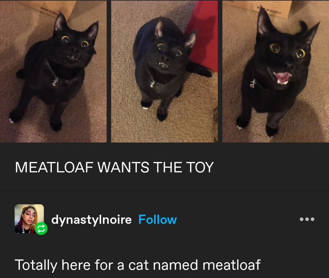 Punch Cat tweet media