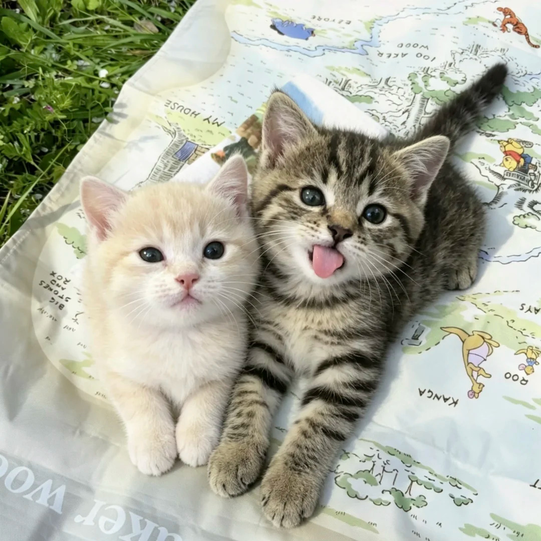 cutest cats tweet media