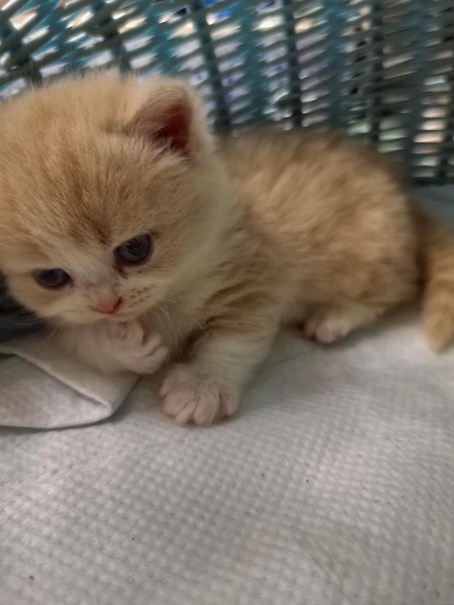 cutest cats tweet media