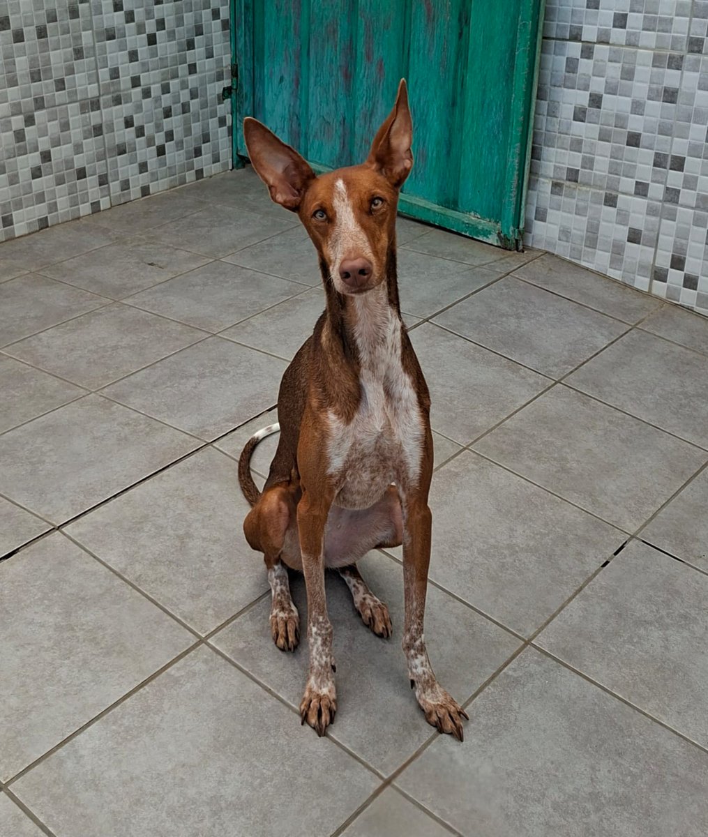 NOA PRENOTATA!!!
Finalmente questo splendore di podenco ha fatto breccia nel cuore di una famiglia favolosa.
Ci vediamo il primo giugno a Malpensa dolce Elfa!