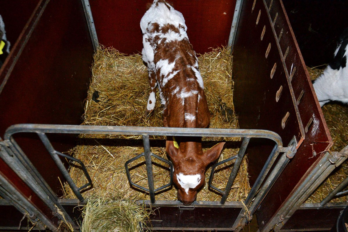 Dairy-Truth tweet media