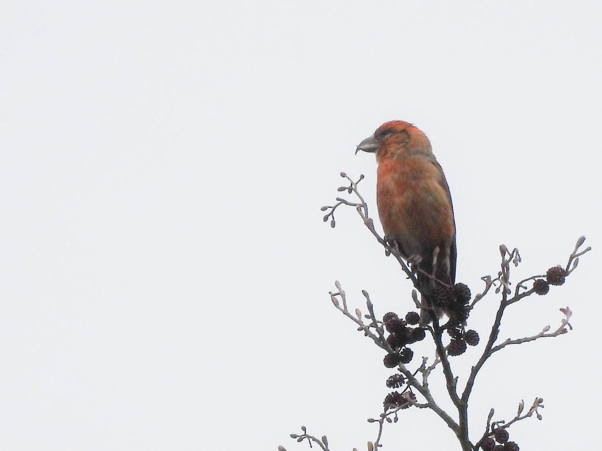 DavidBate17's tweet photo. @Staffsbirdnews .CANNOCK chase. Cuckoo pr redstart dzns willow warblers 4 stonechats tree pipit 4 treecreepers W throat grey wag 3 siskins 7 crossbills. @Kenmat48  @ColinEvans1012 Pics by Colin. https://t.co/ogUgDlg0Qu