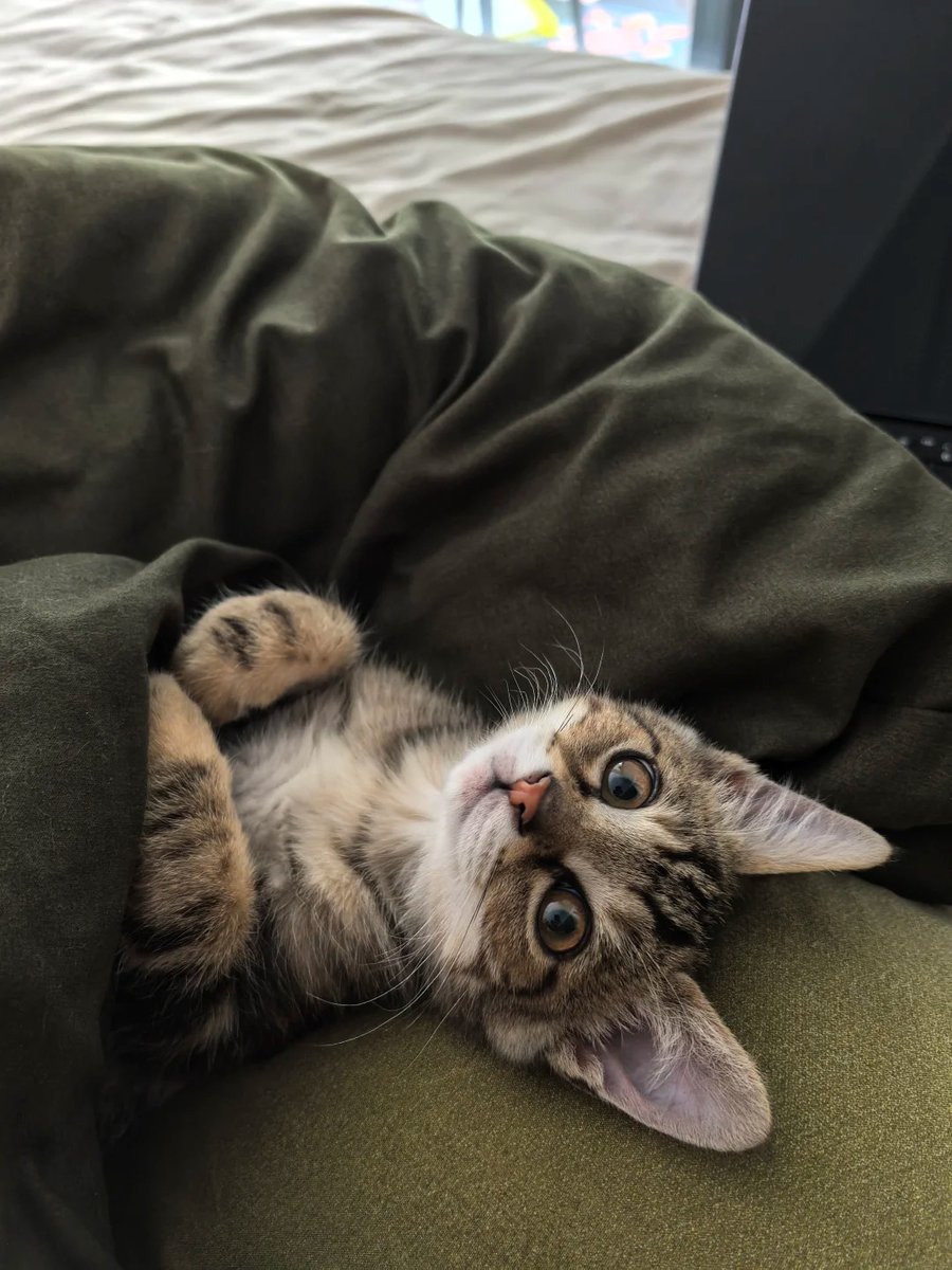 cutest cats tweet media