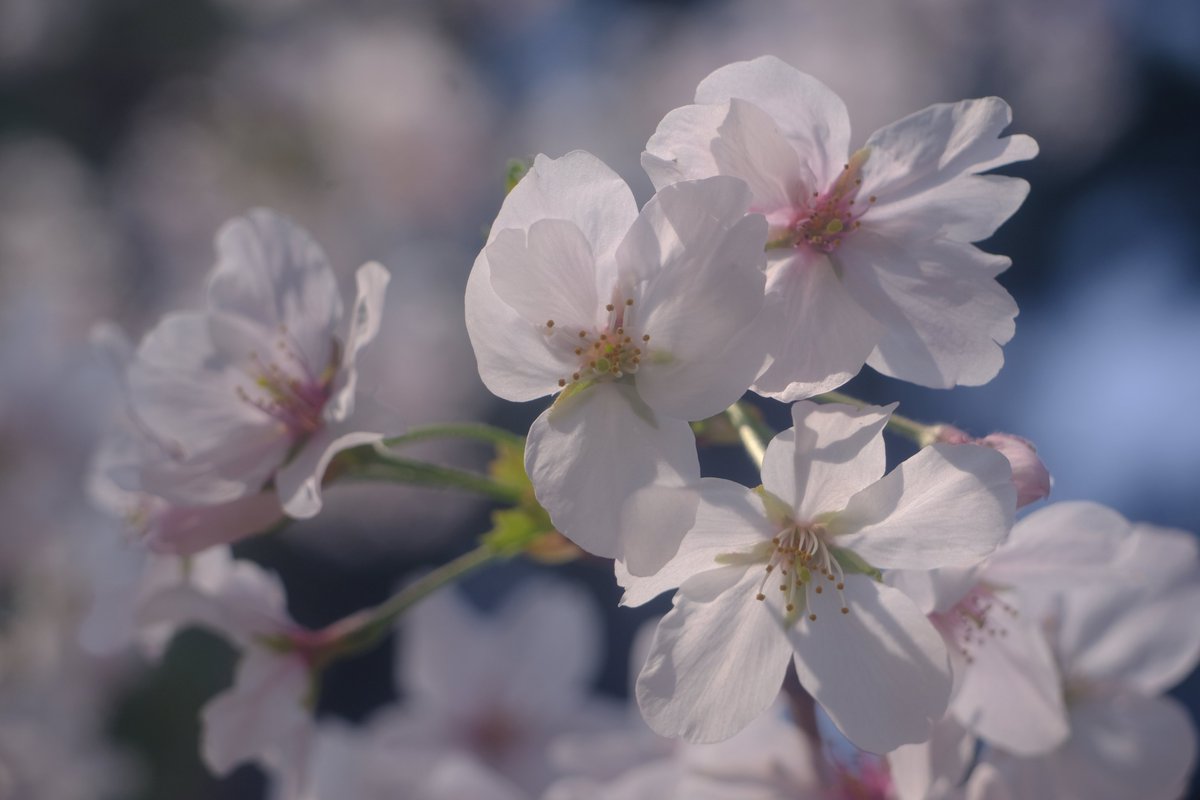 おーるどあんぷ/VRC/写真アカ tweet media