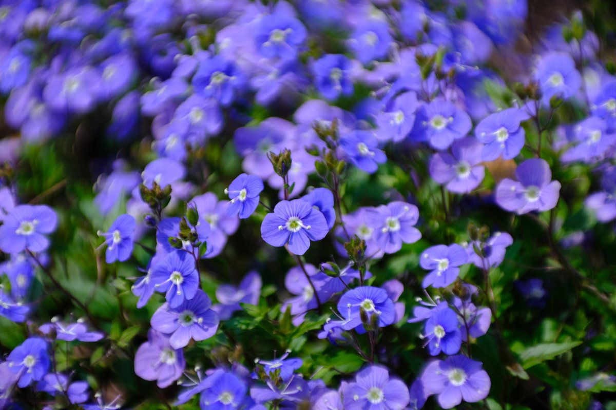 おーるどあんぷ/VRC/写真アカ tweet media