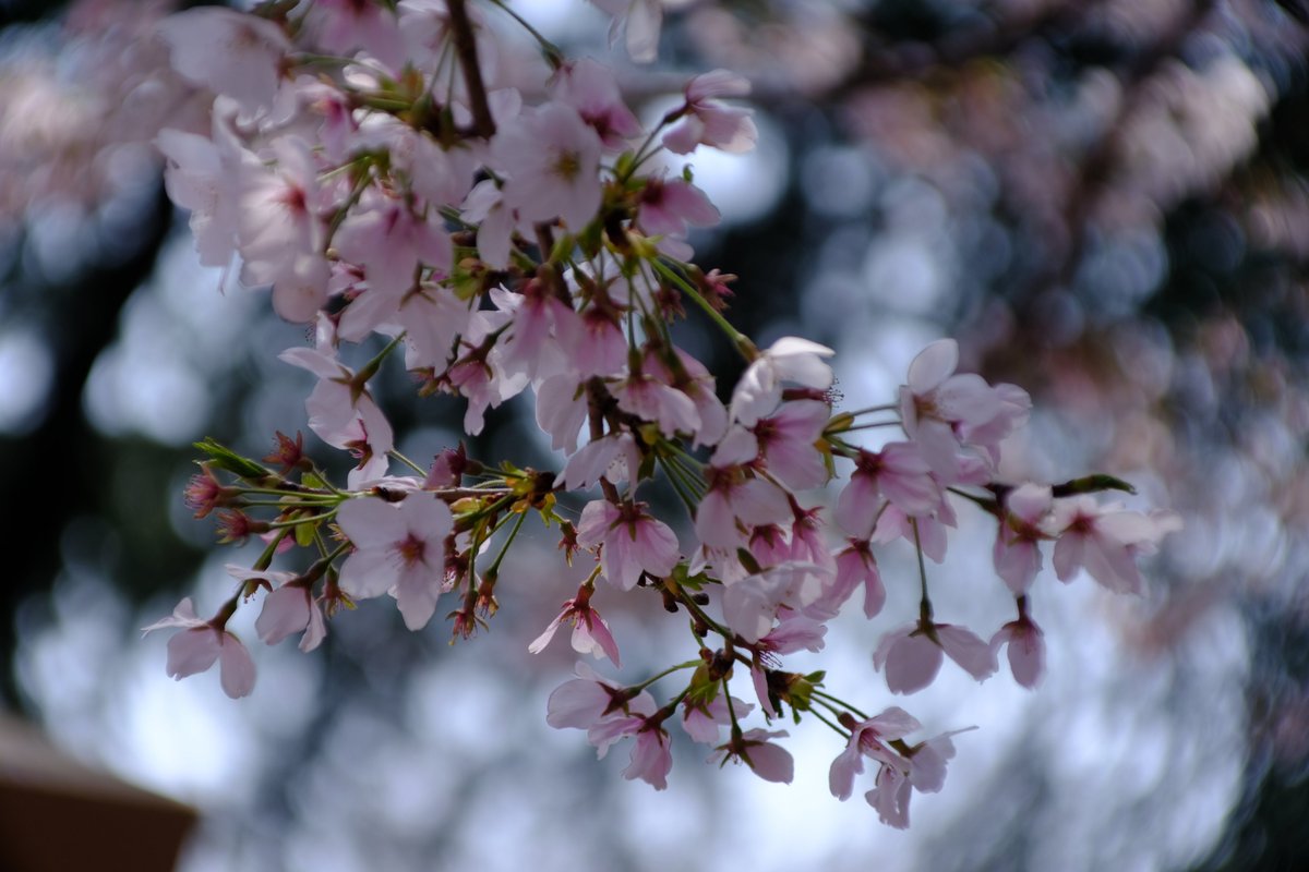 おーるどあんぷ/VRC/写真アカ tweet media