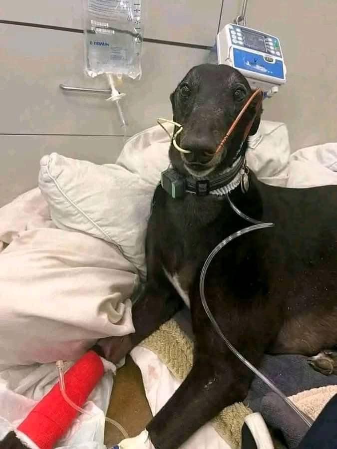 Beyond The Leash tweet media