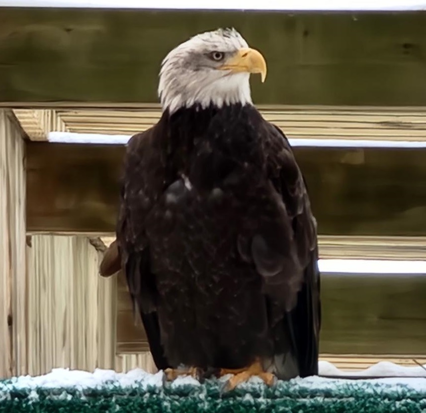 World Bird Sanctuary tweet media