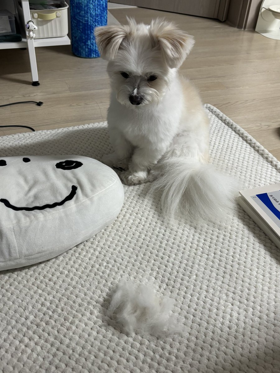 강아지 tweet media