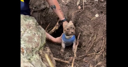 KWKTFOX44's tweet image. #RESCUED! A dog trapped in a tunnel created by an armadillo has been successfully rescued by @WoodwayPSD officers: fox44news.com/news/local-new… #fox44tx