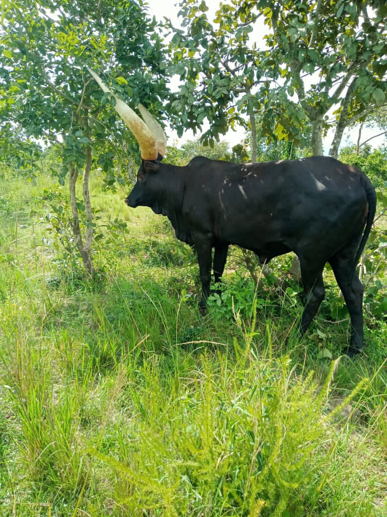 Rufungira tweet media