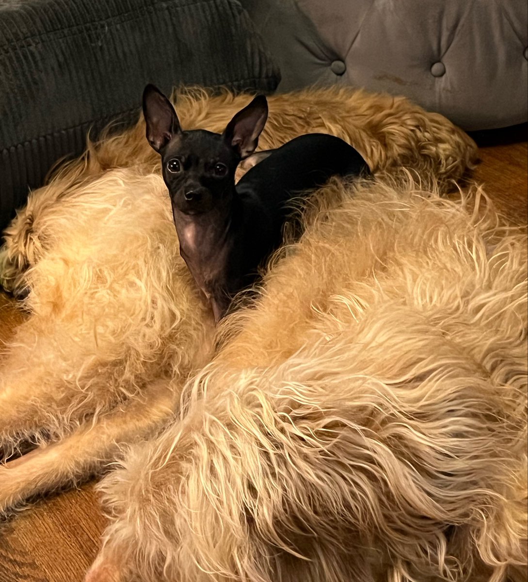 THE HERD HOUSE tweet media