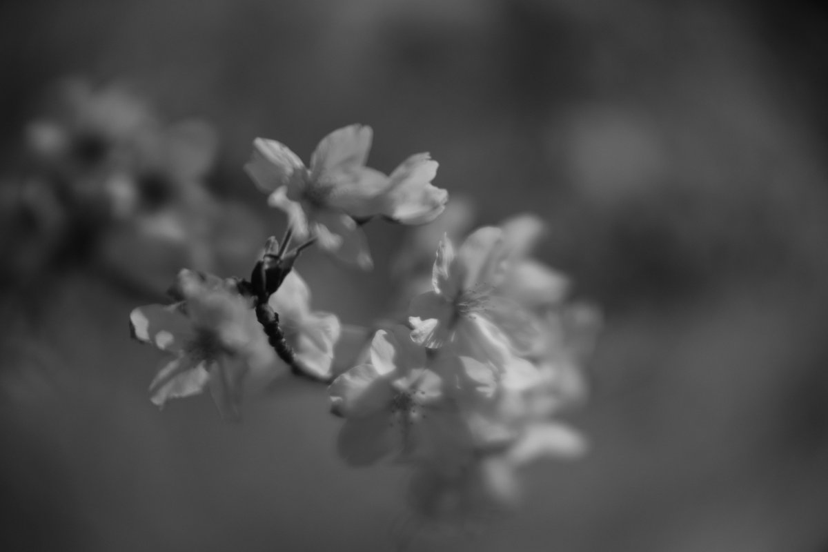 おーるどあんぷ/VRC/写真アカ tweet media