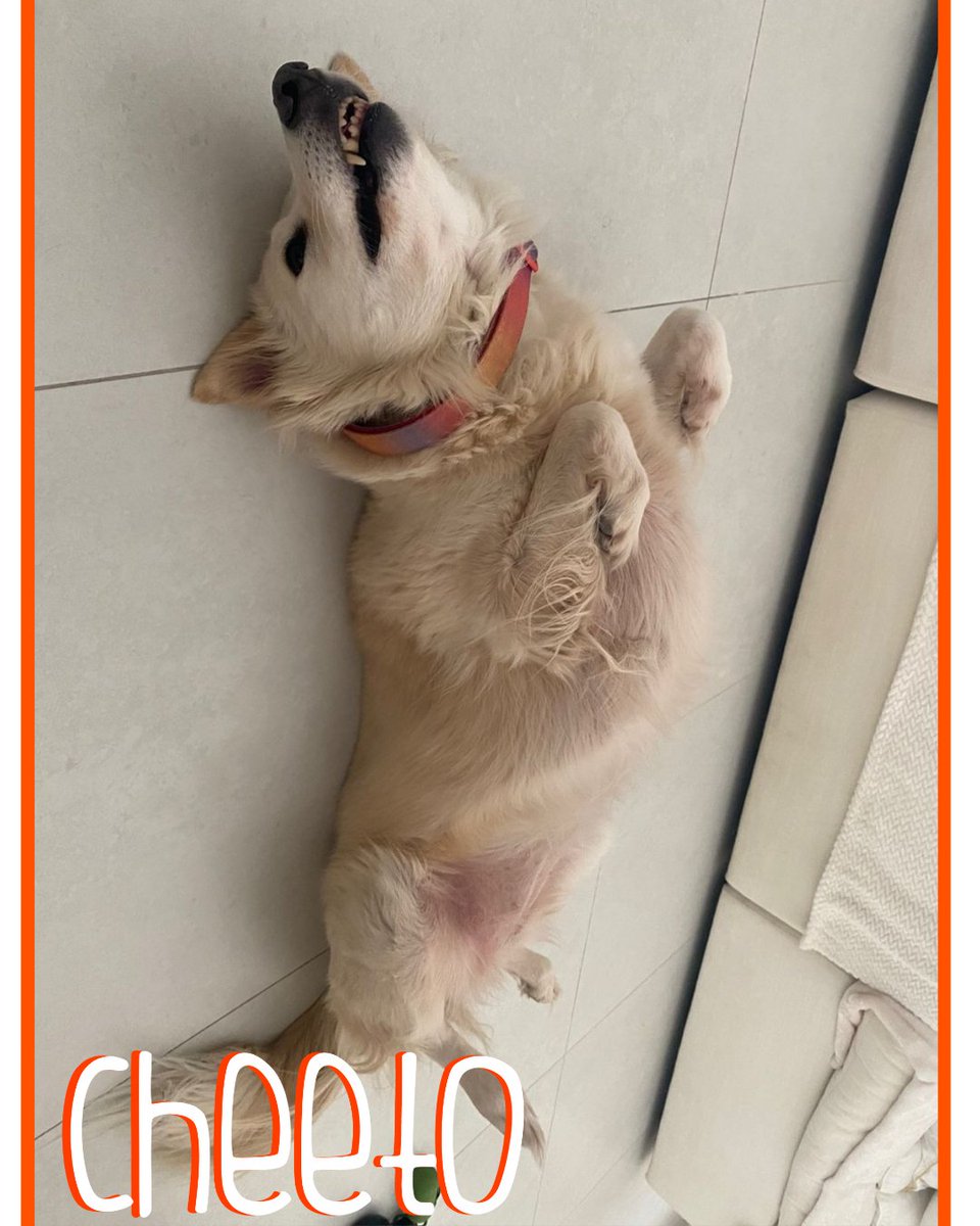 PawPalsDubai's tweet image. Current mood: 😎😎 .....relaxed, and loving life. 

#dogsindubai #dogsitter #dogsofdubai