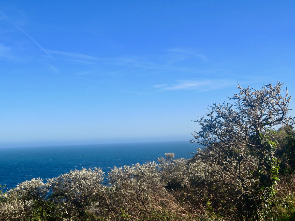 bakrim2000's tweet image. Some beautiful blossom by coast!🌸🌼
#walking #cornwall
