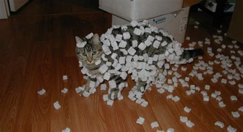 🌸 paprika 🗡️ tweet media