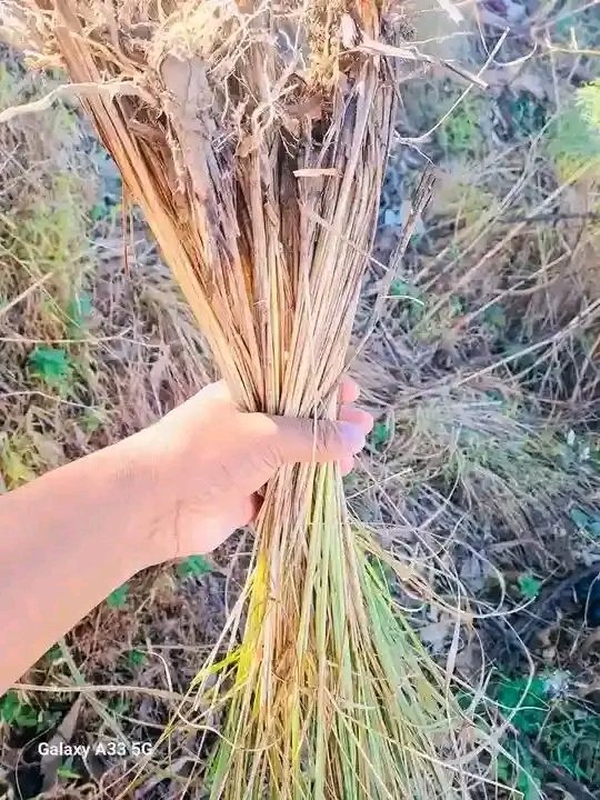 ISIQUNGA☘️

Yazi Bafethu Kubalulekile Ukuzigeza After Sexual Intercourse Because We Don't Know Ukuthi Labantu Bahamba Kuphi Futhi Benzani.

This Muthi Removes Amathunzi Amnyama , Izilwane , Nezichitho. It Is Advisable To Have This Muthi Even If You Are Not A Sangoma Or Spiritual