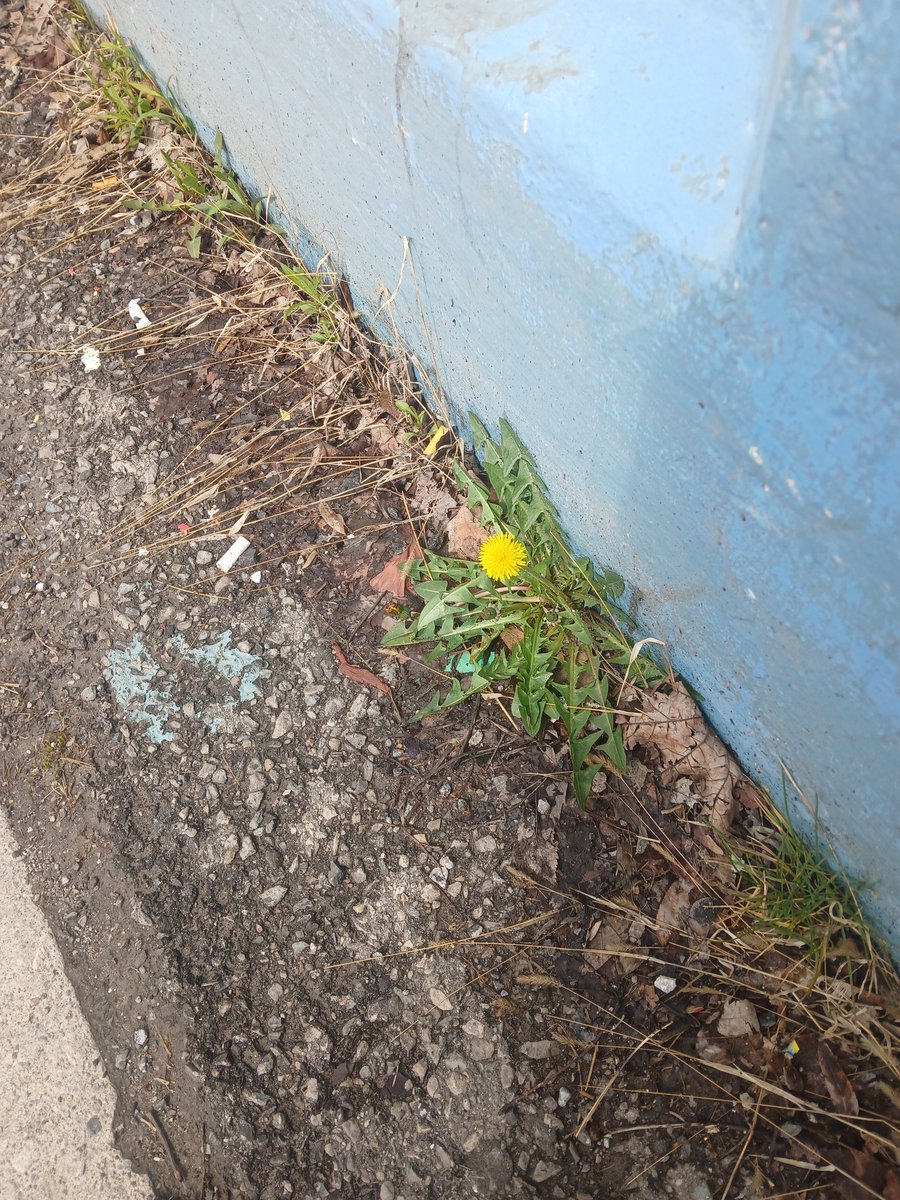 ABurbidge's tweet image. Finally, bee food -- first have seen. #flowers #Toronto #edible #plants