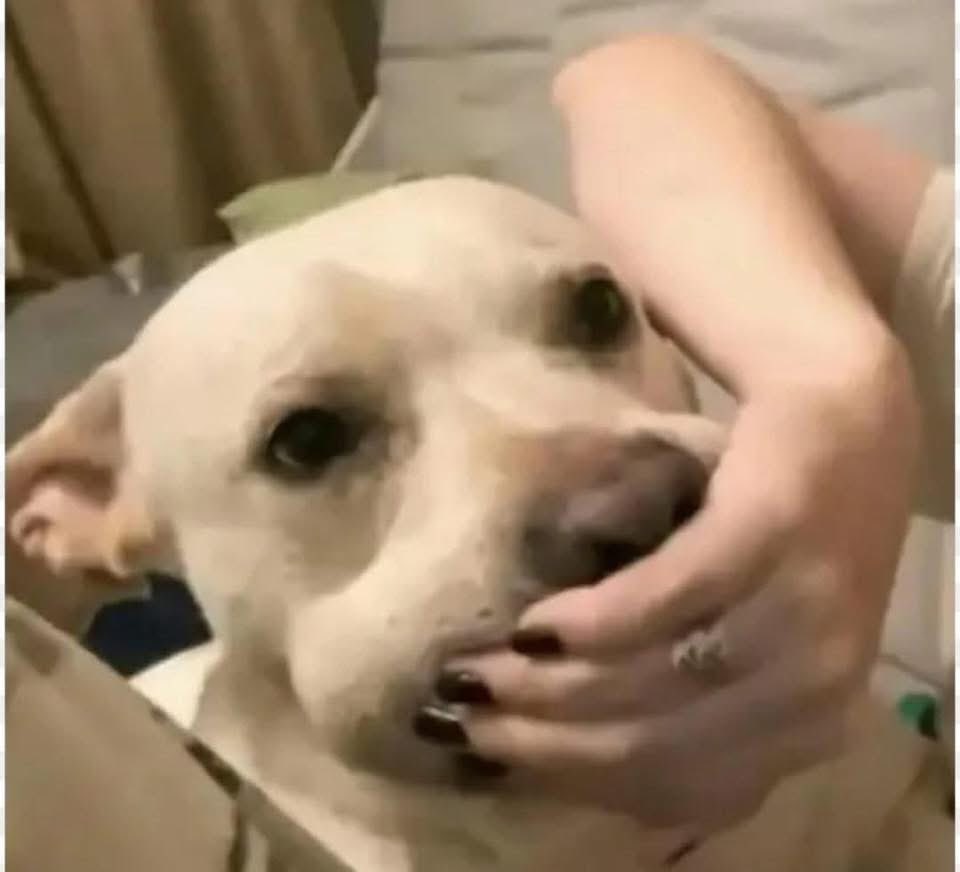 ⚡️Rivals of Storm Brasil 🌪️ tweet media