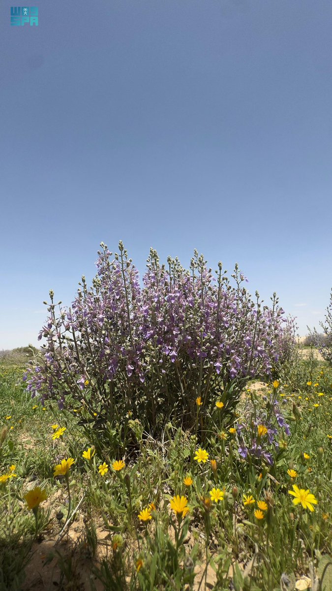 عياده الجنيدي tweet media