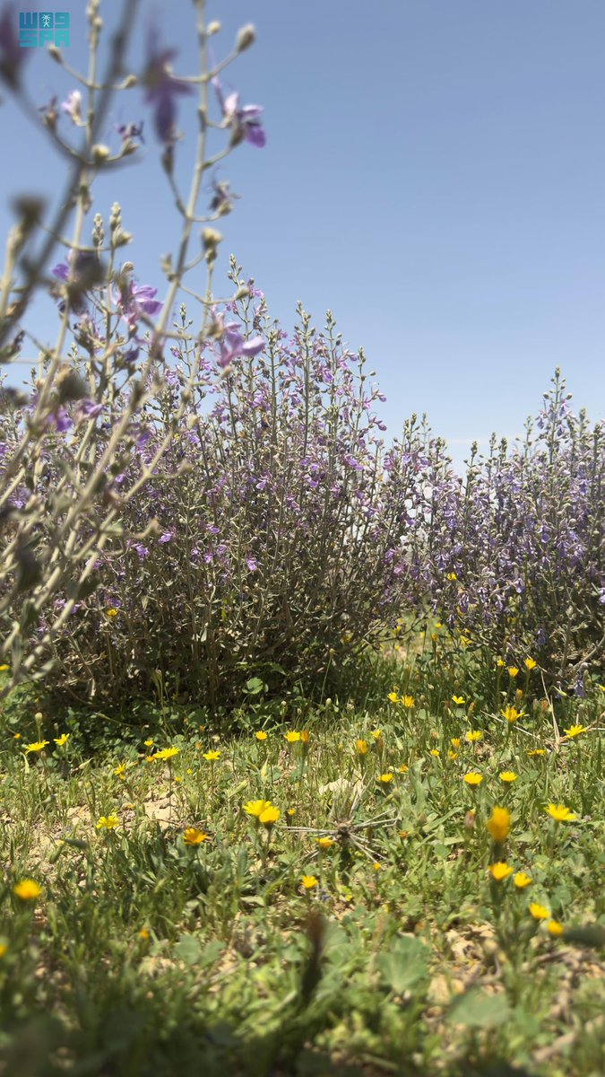 عياده الجنيدي tweet media