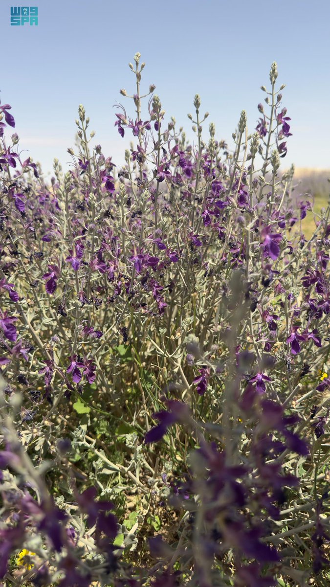 عياده الجنيدي tweet media