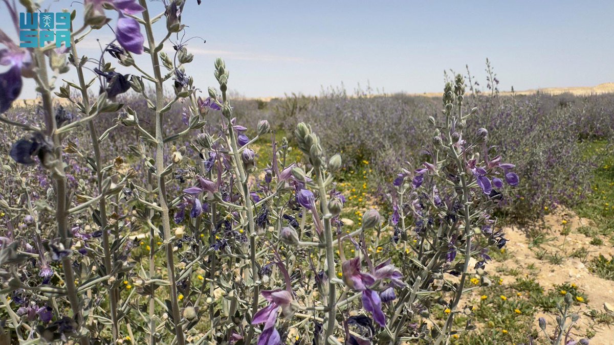 عياده الجنيدي tweet media