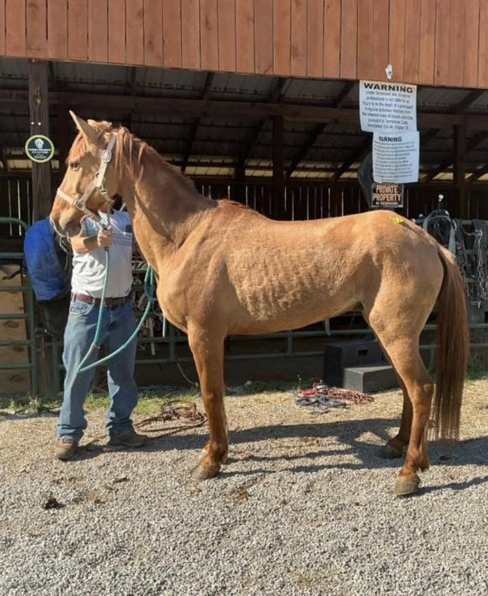 Heart and Hooves rescue/ Freedom Valley Rescue tweet media