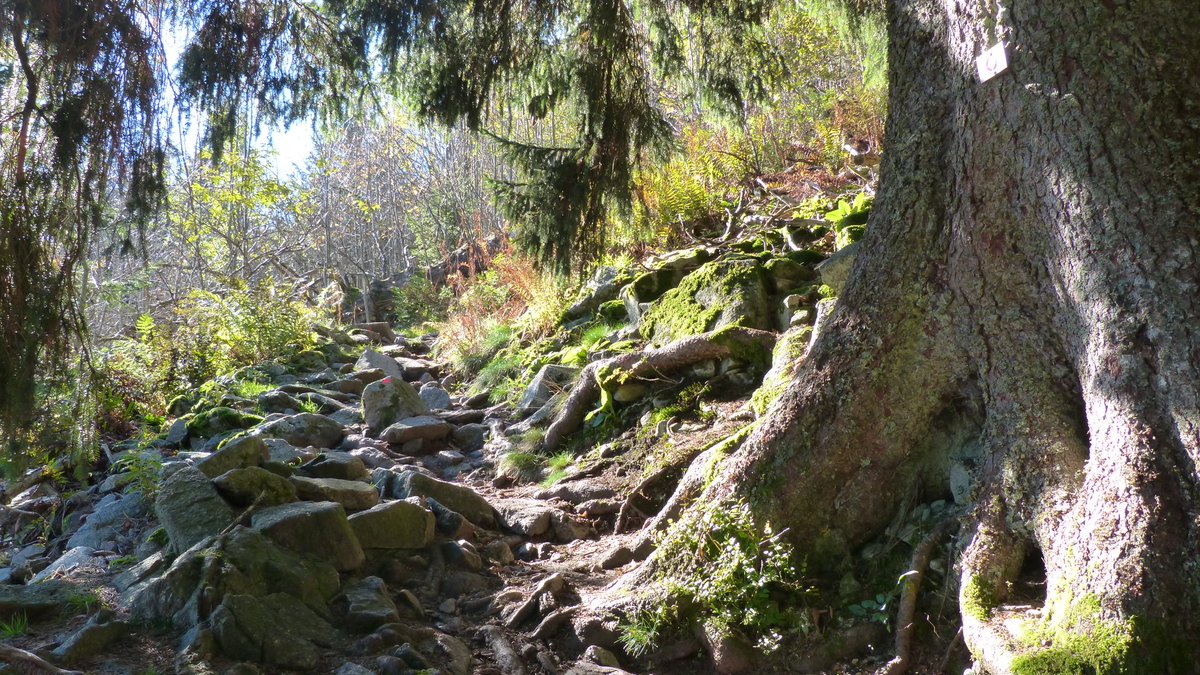 's tweet image. #photos #Alsace #Sousbois