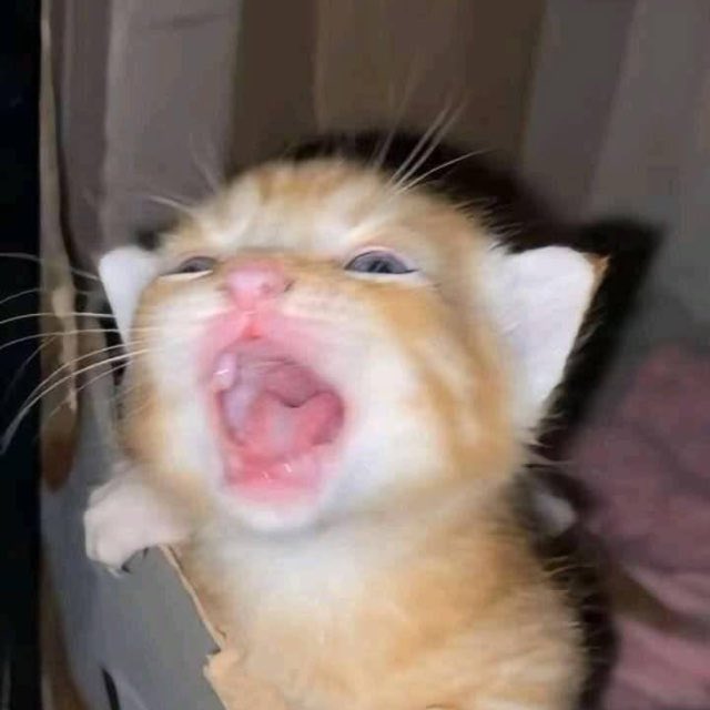 Youngrum CB tweet media