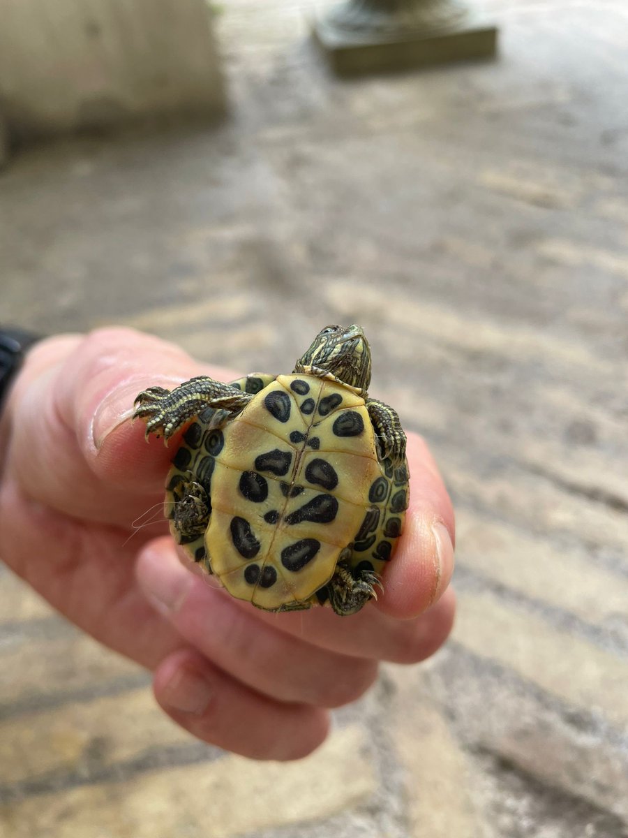 danieleauconeop's tweet image. Esemplare di tartarughina minervitana della... "Beta Generation" 🐢🌱 #springtime #Primavera