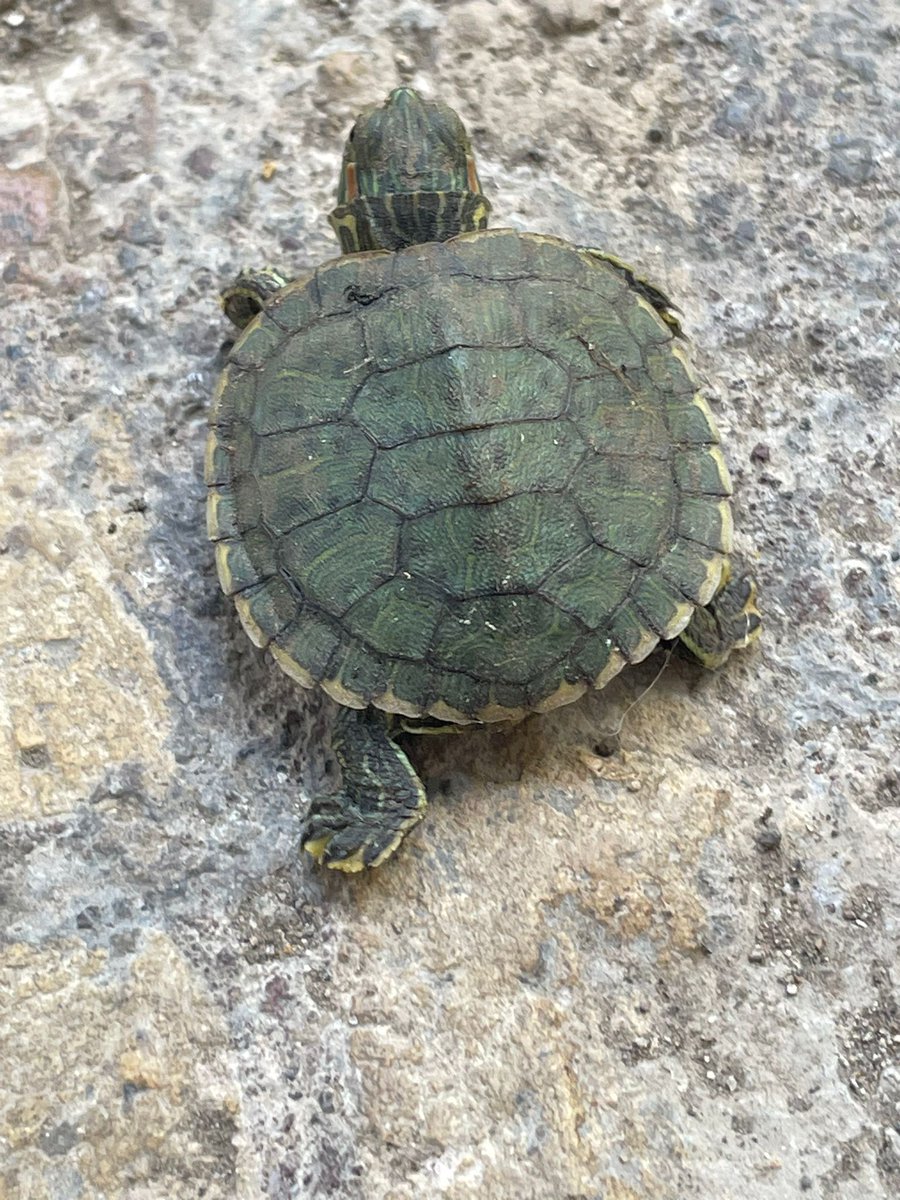 danieleauconeop's tweet image. Esemplare di tartarughina minervitana della... "Beta Generation" 🐢🌱 #springtime #Primavera