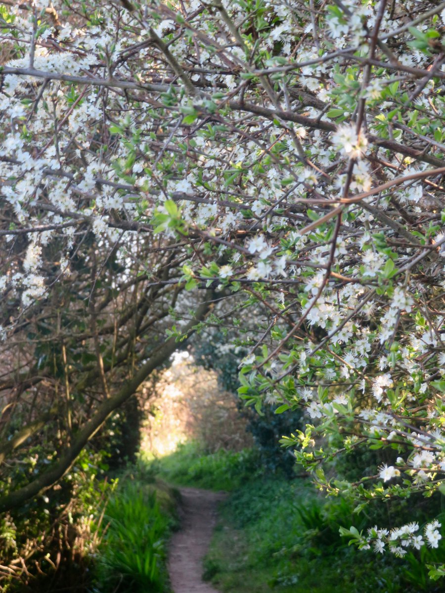 bakrim2000's tweet image. Some beautiful blossom by coast!🌸🌼
#walking #cornwall