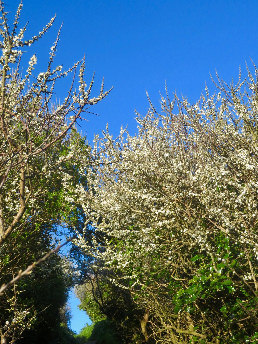 bakrim2000's tweet image. Some beautiful blossom by coast!🌸🌼
#walking #cornwall
