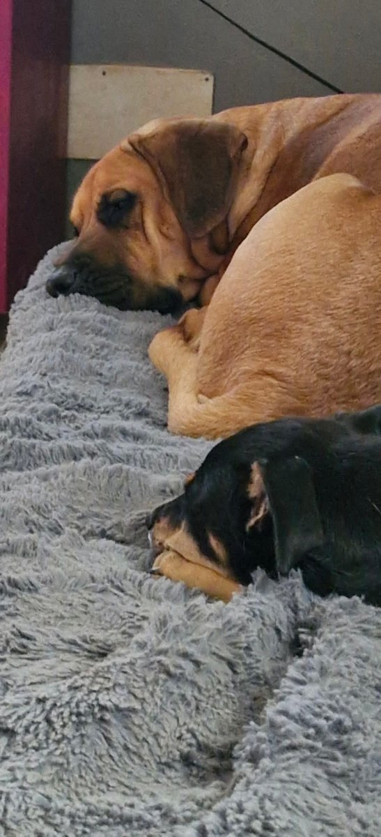 Amigues patud da Mia em Cabo Verde tweet media