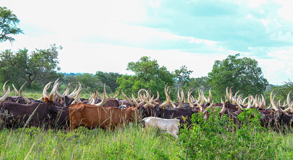 Yoweri K Museveni tweet media