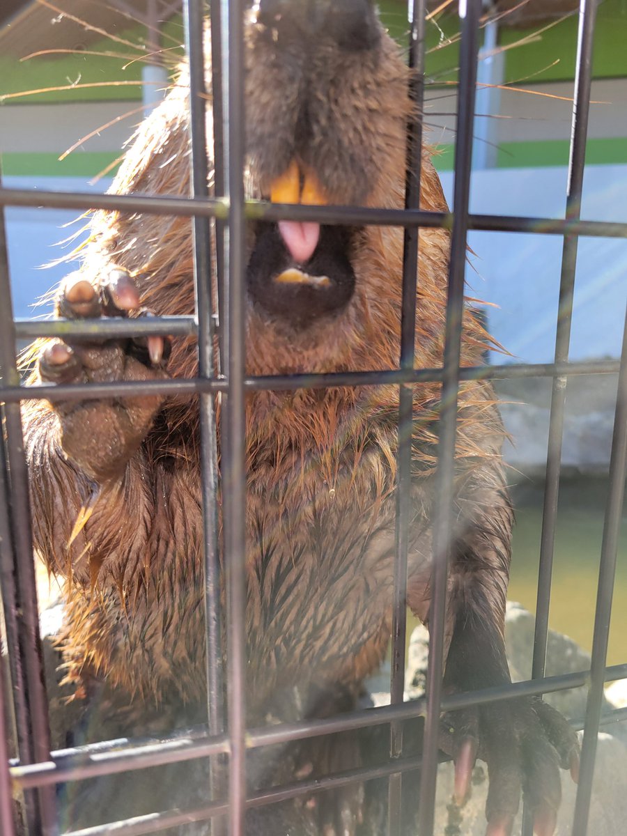 くろみつきなこ tweet media