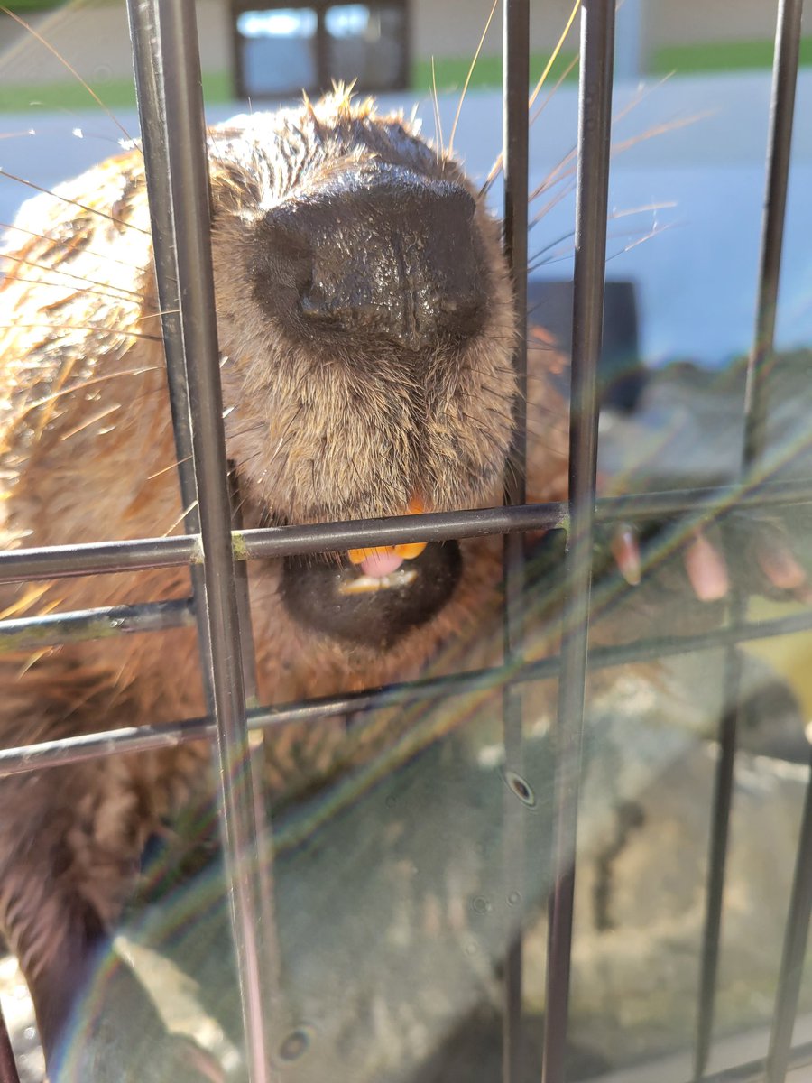 くろみつきなこ tweet media