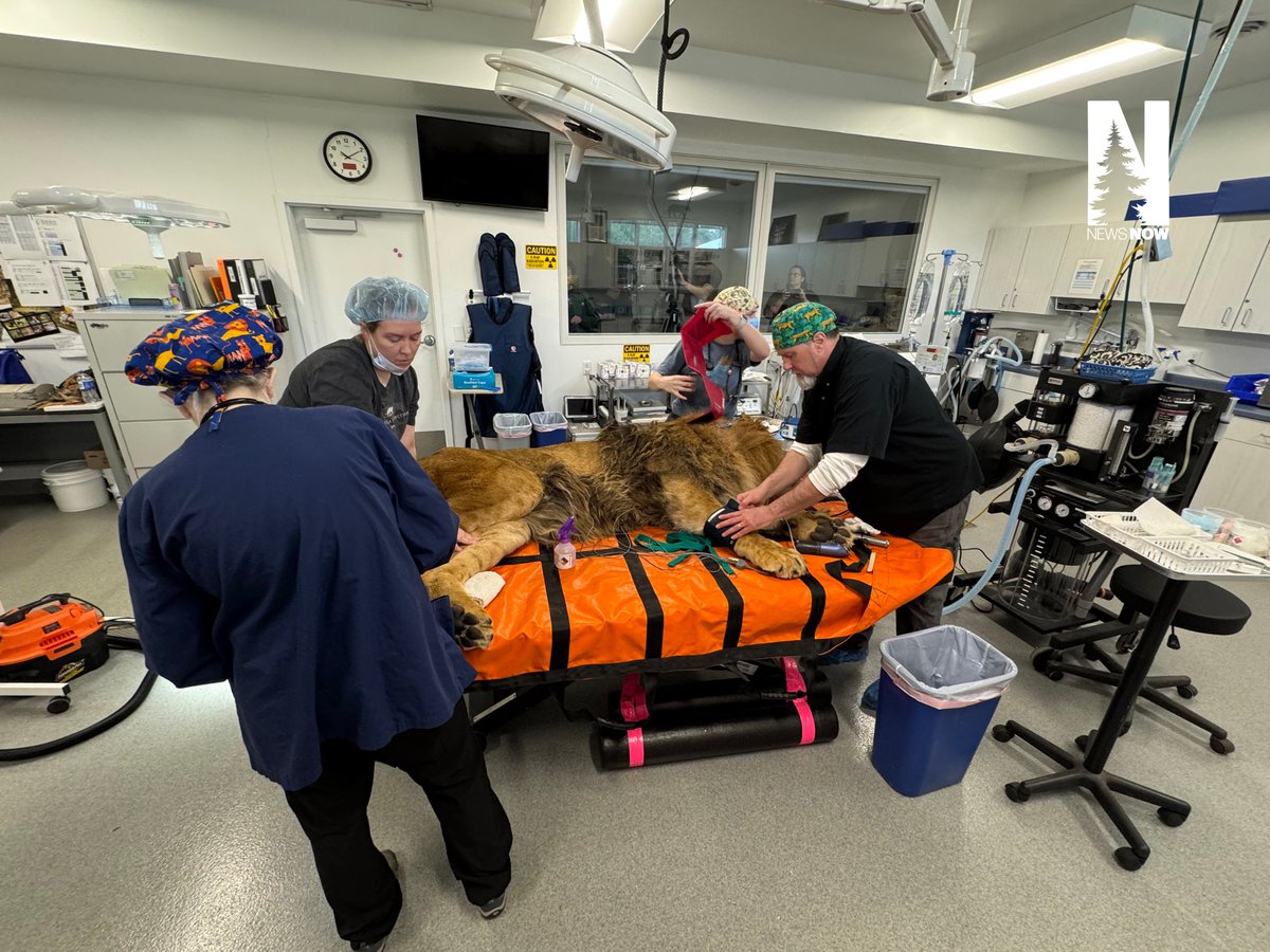 NorthernNewsNow's tweet photo. HAPPENING NOW: Our reporter, Hannah Morgan, is on the scene of something you don't see every day! A behind-the-scenes look at three rescued lions receiving care at the Wildcat Sanctuary in Sandstone, MN, today.

The lions, Kim, Carl, and their Kiros recently joined the sanctuary and are now receiving check-ups and procedures at the sanctuary's hospital. We'd be LION if we said this wasn't a WILD sight.

https://t.co/SPFjtIwLbb
