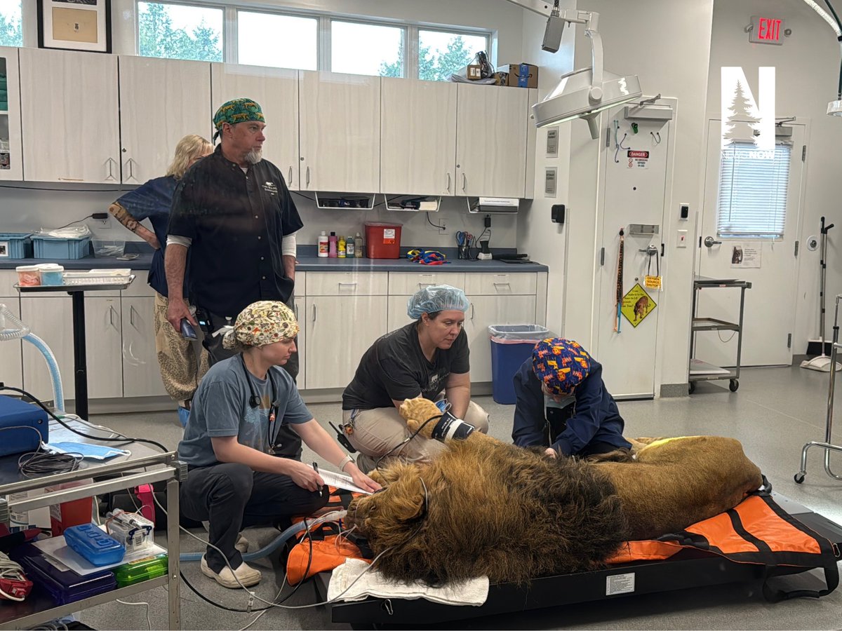 NorthernNewsNow's tweet photo. HAPPENING NOW: Our reporter, Hannah Morgan, is on the scene of something you don't see every day! A behind-the-scenes look at three rescued lions receiving care at the Wildcat Sanctuary in Sandstone, MN, today.

The lions, Kim, Carl, and their Kiros recently joined the sanctuary and are now receiving check-ups and procedures at the sanctuary's hospital. We'd be LION if we said this wasn't a WILD sight.

https://t.co/SPFjtIwLbb