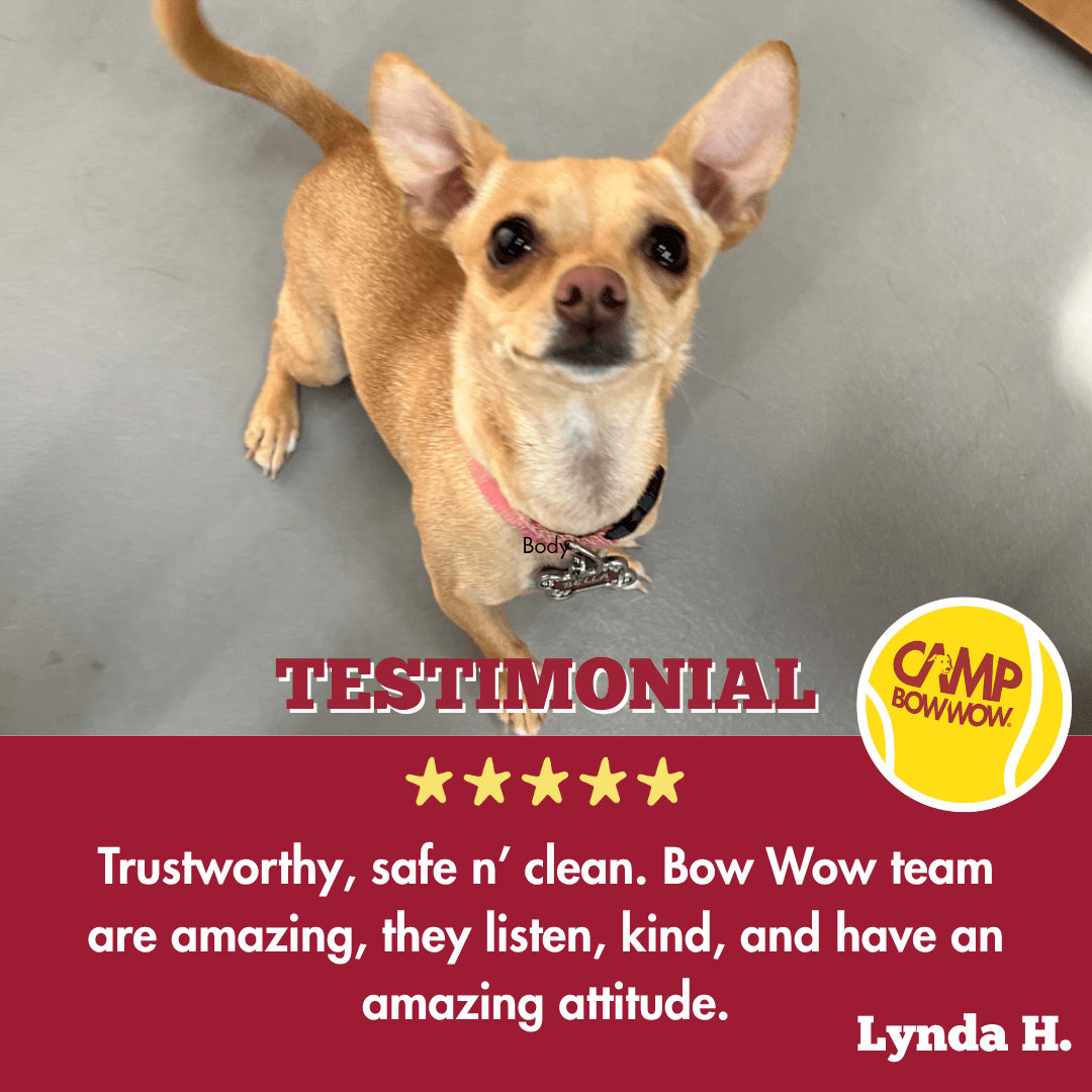 cbwspringfielde's tweet image. We're so grateful for every Camper at Day Camp! 🥳 Here's to more fun, care, and happy pups at Camp Bow Wow. 🎈 #DayCamp #HappyCampers #CampLife