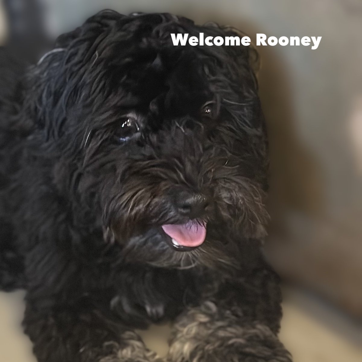 City Dogs tweet media