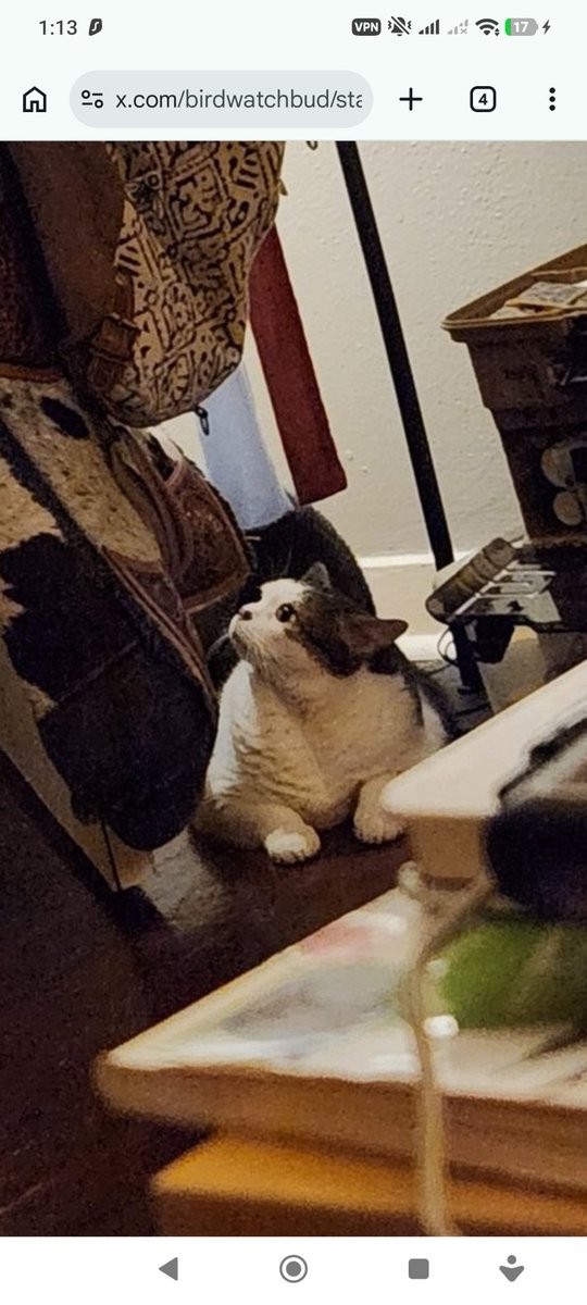 Ospreyous tweet media