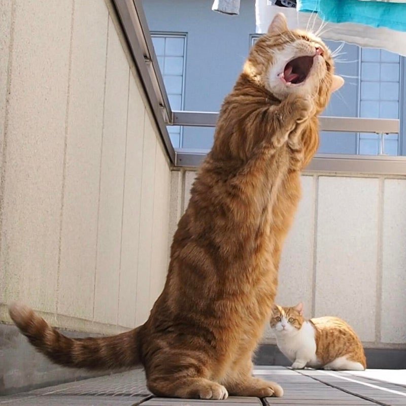 블루우으우으우으우 tweet media