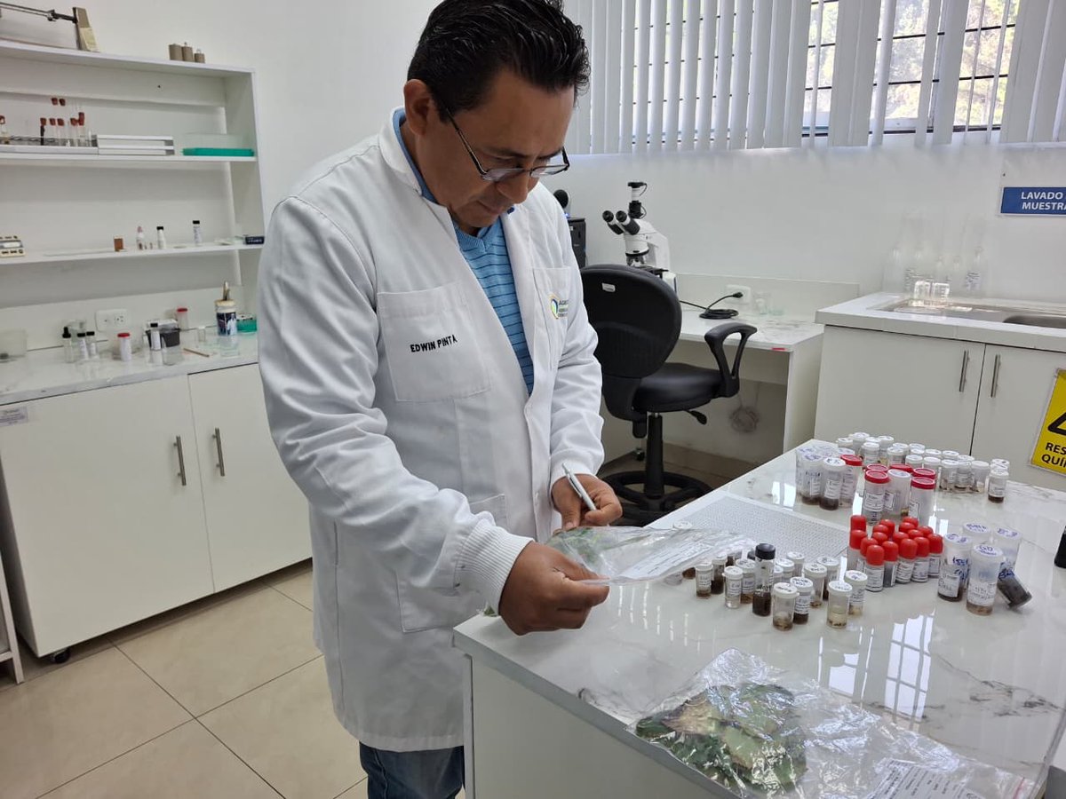 AgrocalidadZ1's tweet photo. #Carchi | Realizamos el análisis entomológico de muestras de insectos correspondientes a actividades del Proyecto Mosca de la Fruta en las parroquias Los Andes, San Vicente de Pusir y San Rafael, para vigilar el estatus fitosanitario del sector agrícola. 

#LaboratoriosDeCalidad https://t.co/cKucqkaRNj