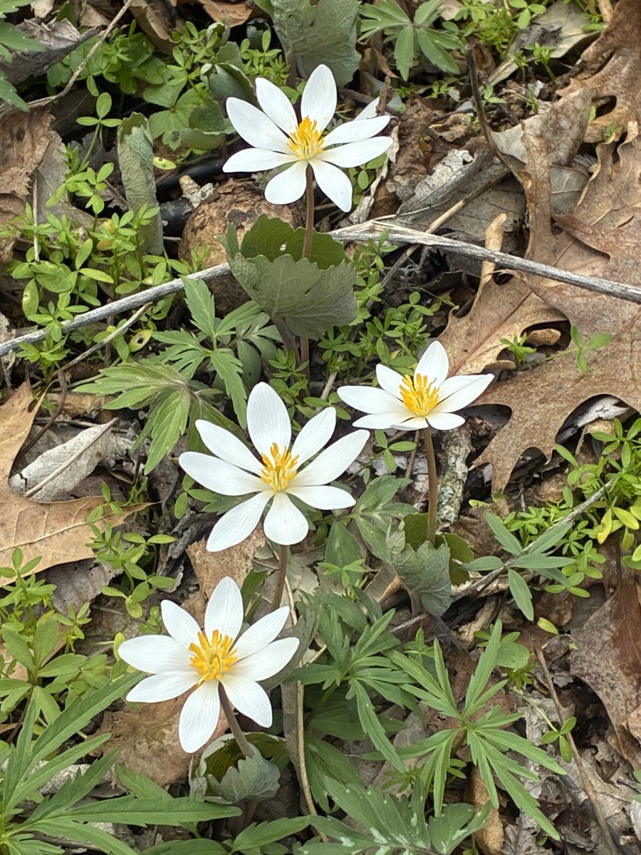 TodayInNature's tweet image. Bloodroot.
(Photo by Meghan McMahon)
#flowers #NaturePhotography #plants #nature