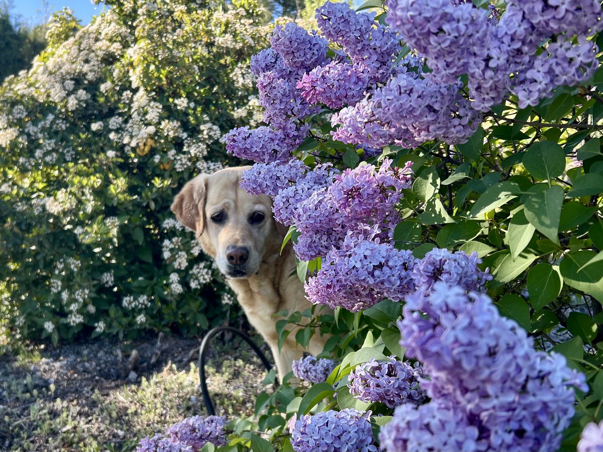 Esta es mi bolita, posando para la prensa del corazón perruno.
“Las tardes de relax en el “chateaux de la sierra”. 
Es muy pijita que le valla a hacer.