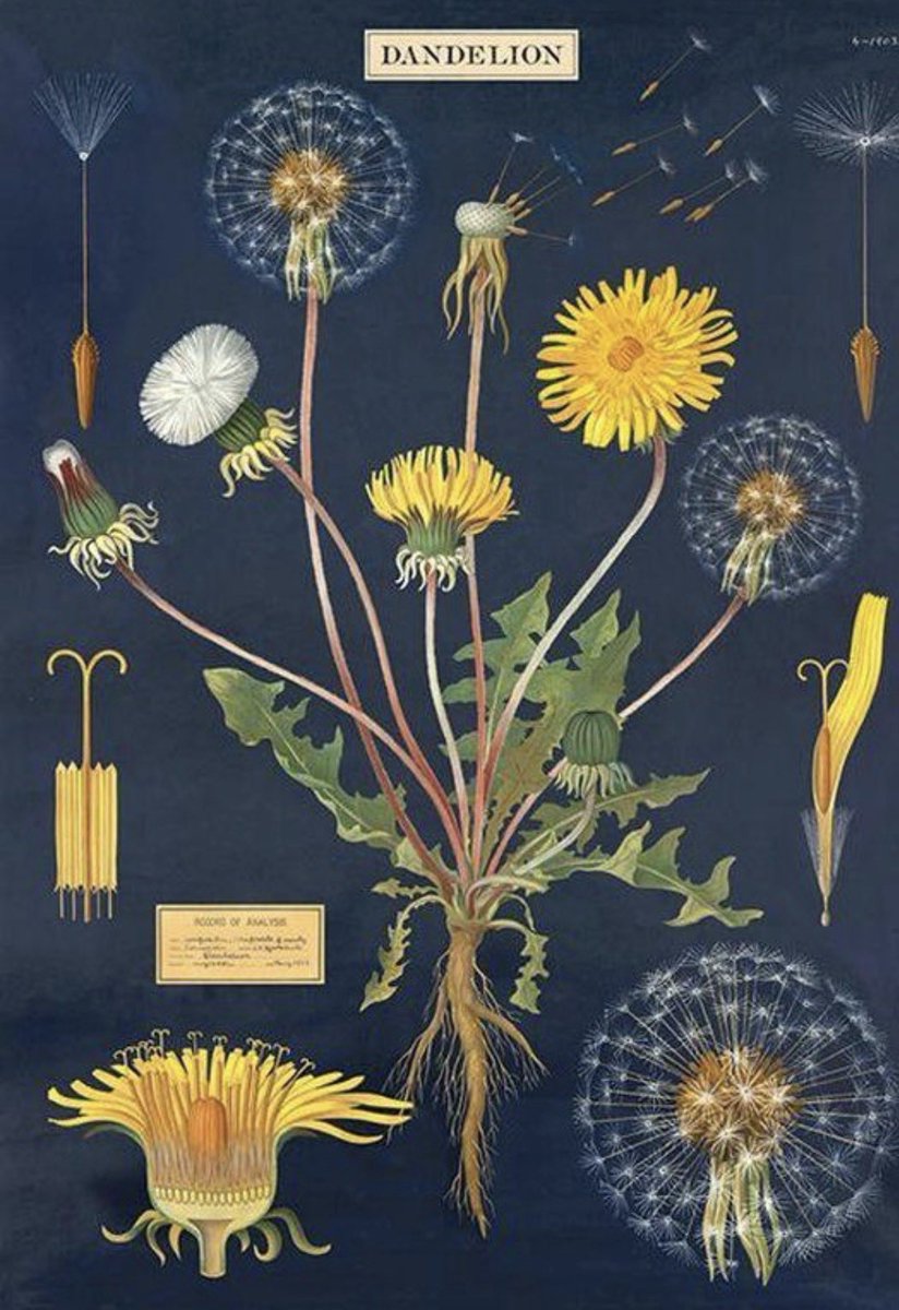 Roel Janssen🇺🇦🍀🌹🔻 tweet media