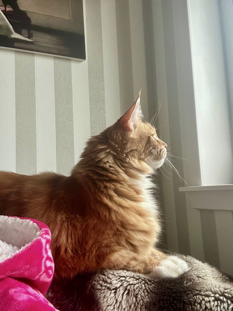 🌈 Buddy 🌈 & Gizmo 🦁🦁 tweet media